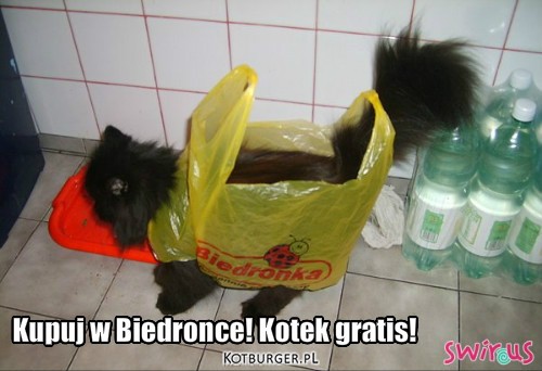 Kot Biedronkowy – Kupuj w Biedronce! Kotek gratis! 