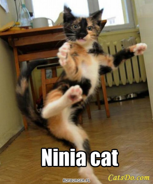 Ninia cat – Ninia cat 