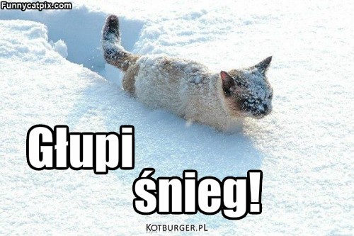 Kot i śnieg – Głupi śnieg! 