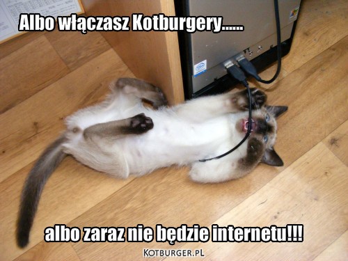 Internet – Albo włączasz Kotburgery...... albo zaraz nie będzie internetu!!! 