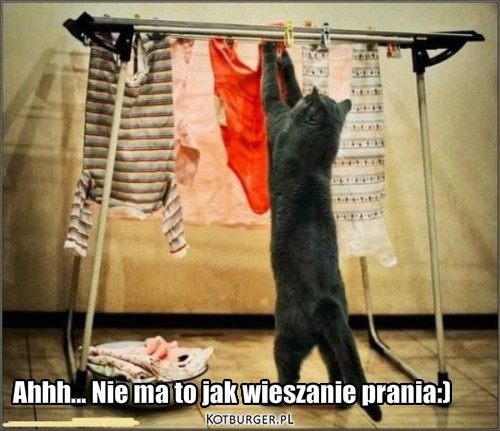 Kot wiesza pranie – Ahhh... Nie ma to jak wieszanie prania:) 