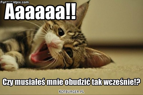 Kotek ziewa – Aaaaaa!! Czy musiałeś mnie obudzić tak wcześnie!? 