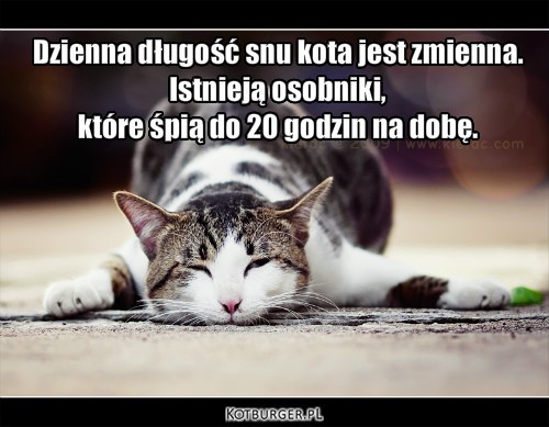  ... – Dzienna długość snu kota jest zmienna. 
Istnieją osobniki, 
które śpią do 20 godzin na dobę. 