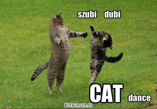 Cat dance – szubi     dubi 