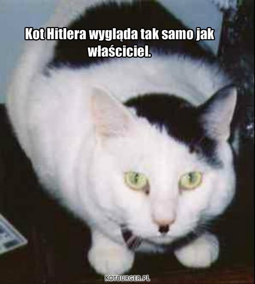 Kot Hitlera – Kot Hitlera wygląda tak samo jak 
właściciel. 