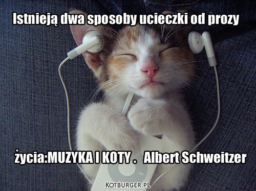 Koty i muzyka – Istnieją dwa sposoby ucieczki od prozy życia:MUZYKA I KOTY .   Albert Schweitzer 