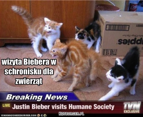 Koty i bieber – wizyta Biebera w 
schronisku dla 
zwierząt 