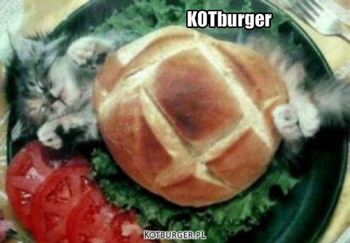 Kotburger – KOTburger 