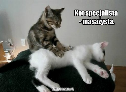 Kot specjalista
   masażysta. – Kot specjalista
 - masażysta. 
