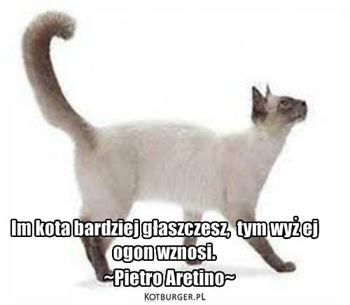 ... – ~Pietro Aretino~ Im kota bardziej głaszczesz,  tym wyż ej
ogon wznosi. 