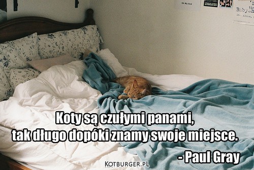 Pan – Koty są czułymi panami, 
tak długo dopóki znamy swoje miejsce. - Paul Gray 