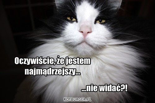 Kot-Mądrala  – Oczywiście, że jestem 
najmądrzejszy... ...nie widać?! 