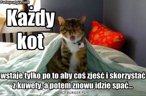 Każdy kot... – Każdy kot wstaje tylko po to aby coś zjeść i skorzystać
z kuwety, a potem znowu idzie spać... 
