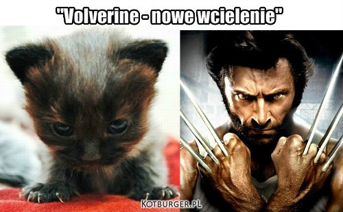 X-Cats – "Volverine - nowe wcielenie" 