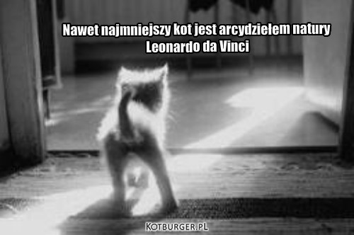 Kotek – Nawet najmniejszy kot jest arcydziełem natury
 Leonardo da Vinci 