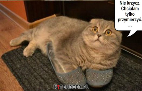 Kot w butach –  