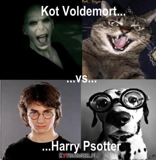 Kot Voldemort vs Harry Psotter –  