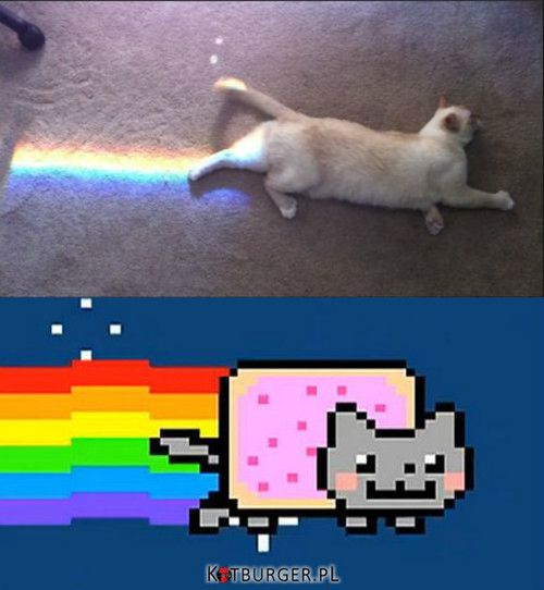 Bardziej nowoczesny &quot;Nyan cat&quot; –  