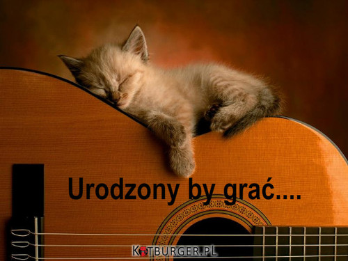Gitarowy kotek –  