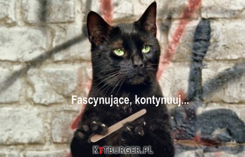 Kotburger.pl – Kot to nie zwierzę, to stan umysłu…