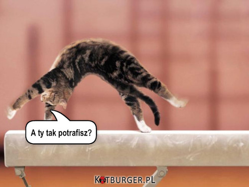 Wygimnastykowany kotek –  