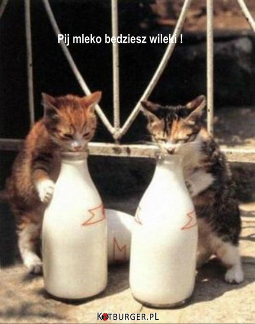 Pij mleko będziesz wielki –  