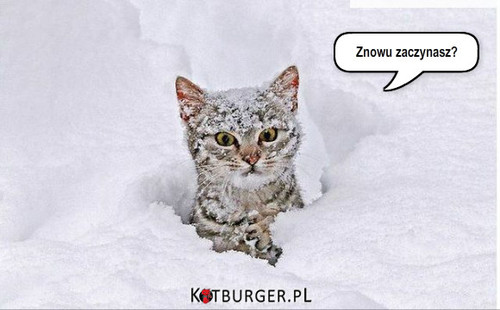 Kot w śniegu –  
