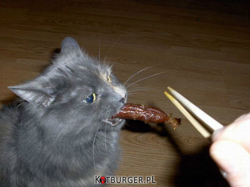 Gdy masz kota w domu, wiedz kto kradnie ci jedzenie –  