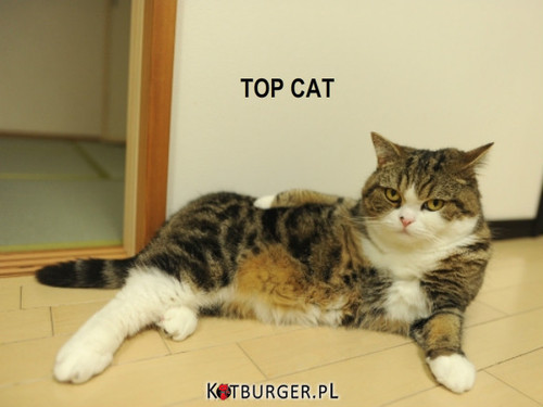 Top Cat –  