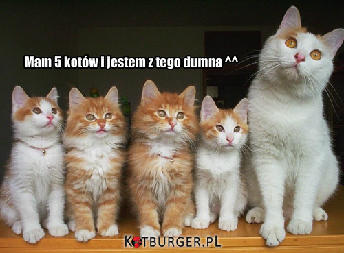 5 kotów –  