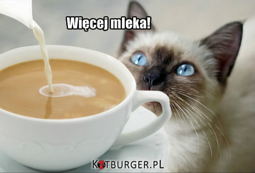 Kot i kawa –  