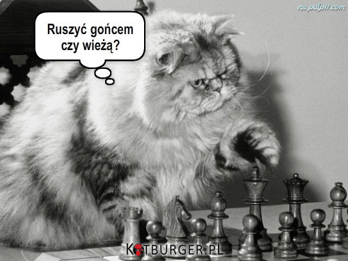 Kot grający w szachy –  