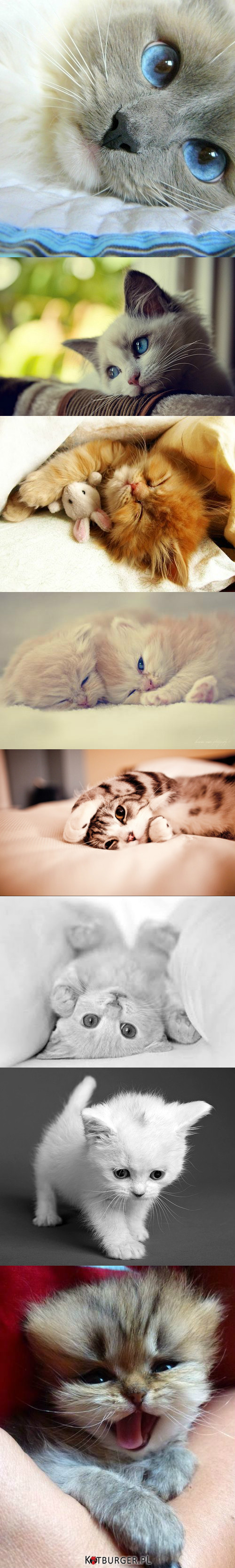 Słodkich kociaków nigdy dość:) –  