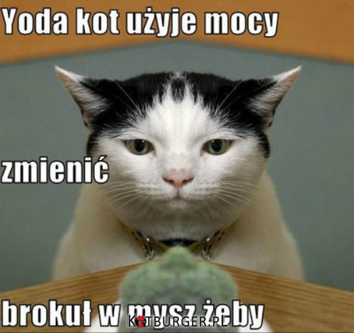 Yoda Cat –  