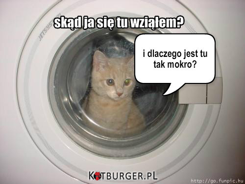 Kot w pralce –  