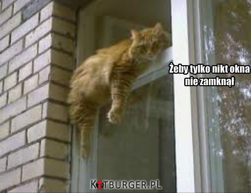 Kot na oknie –  