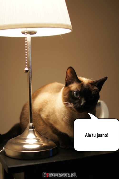 Kot pod lampą –  