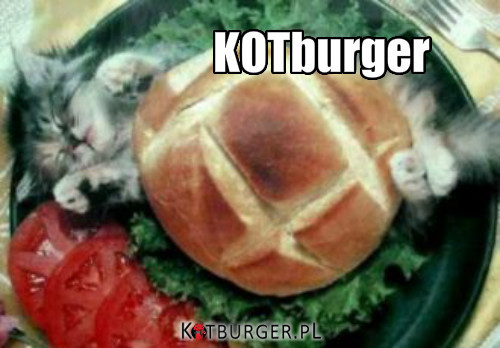 KOTburger –  
