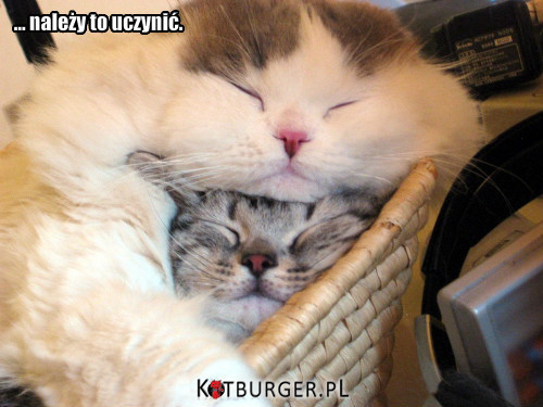 Prawo Kociego Snu nr 35 - Jeśli można spać na innym kocie.. –  