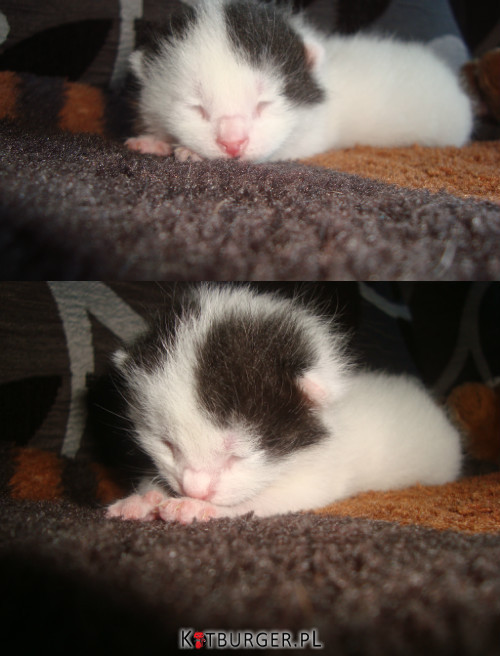 Śpiący kotek. –  