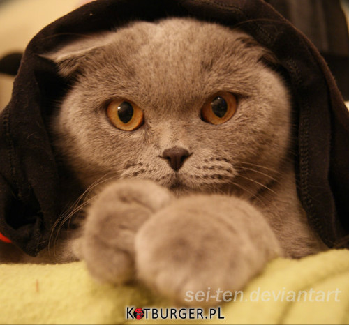 Mroczny Kot Jedi –  