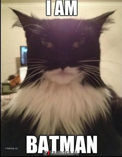 Batman cat –  