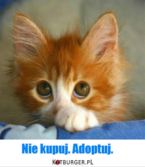 Adoptuj. –  