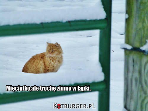 Kot i śnieg. –  