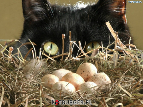 Smacznego jajeczka zyczy kotek... –  