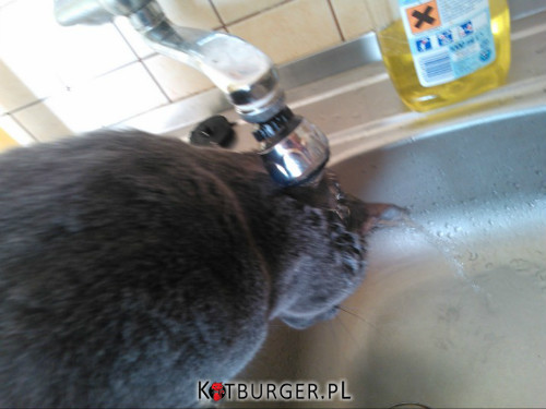Kto powiedział, że koty nie lubią się kąpać? –  