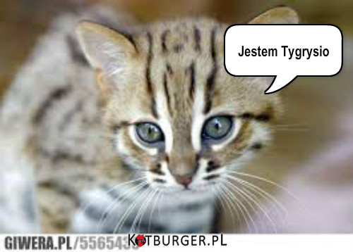 Jestem Tygrysio –  