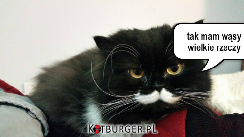 Kot z wąsami –  