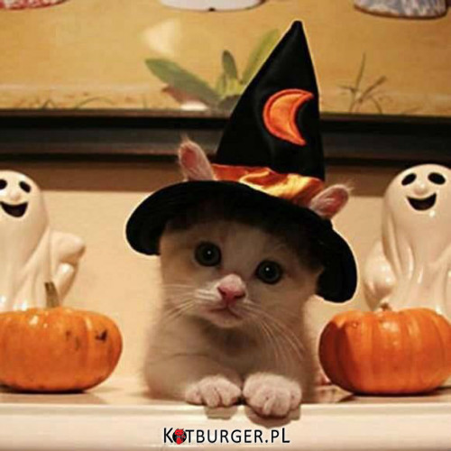 Halloween: Koci smakołyk albo psikus –  