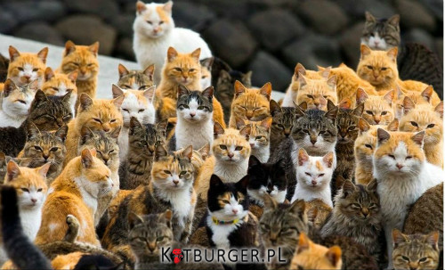 Aoshima - japońska wyspa kotów –  